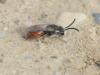 Sphecodes sp.